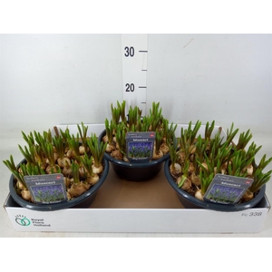 Muscari  'Big Smile'