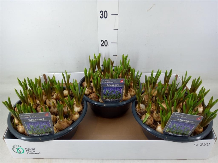 <h4>Muscari  'Big Smile'</h4>
