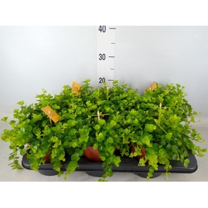 Peperomia rotundifolia