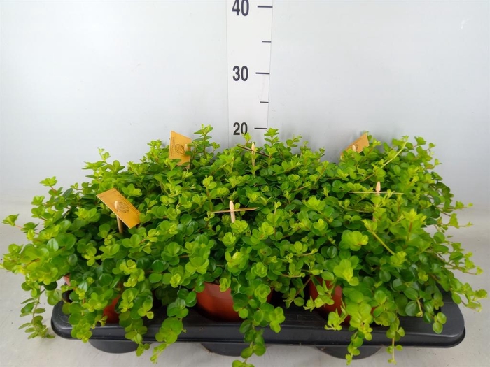 <h4>Peperomia rotundifolia</h4>