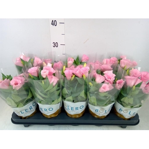 Eustoma russ. DU 'Bolero Pink'