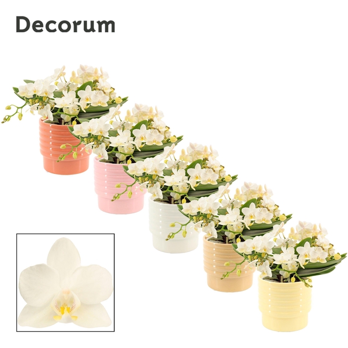 <h4>Phalaenopsis Table Whitney 4+ tak in Naemi (Sympathetic moods-co</h4>