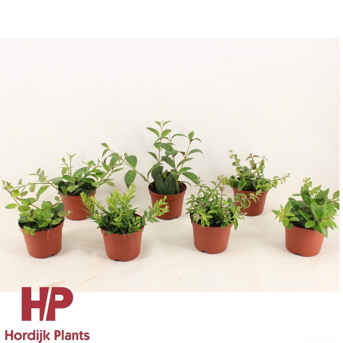 <h4>Aeschynanthus Mix</h4>