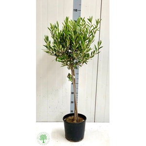 OLEA EUROPAEA