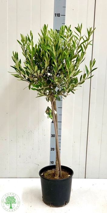 <h4>OLEA EUROPAEA</h4>