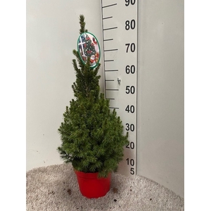 PICEA GL DECEMBER