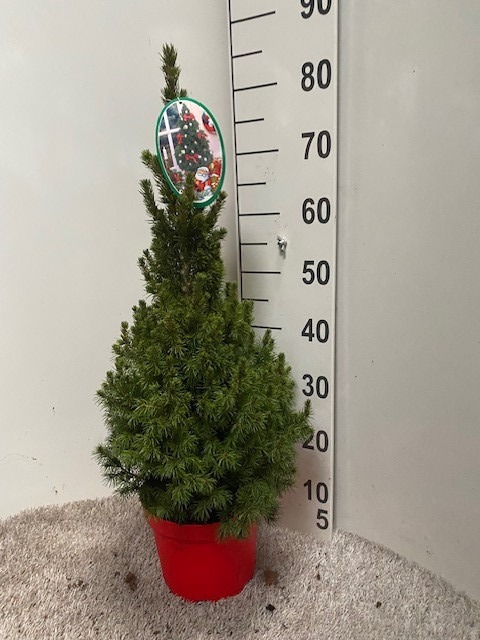 <h4>PICEA GL DECEMBER</h4>