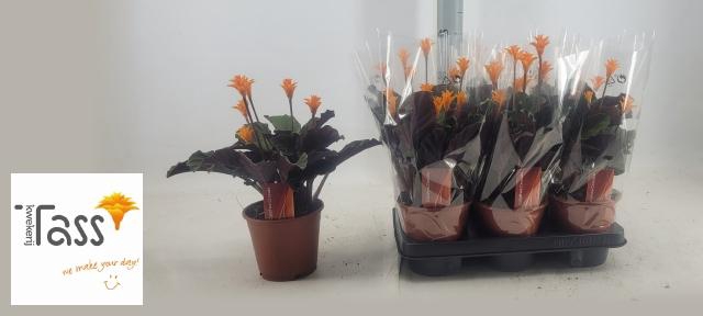 <h4>CALAT CROCATA</h4>