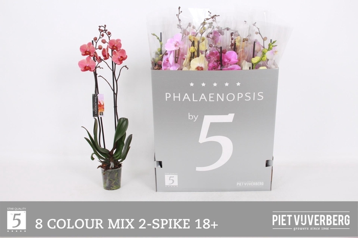 <h4>PHAL GEM 8 KL</h4>