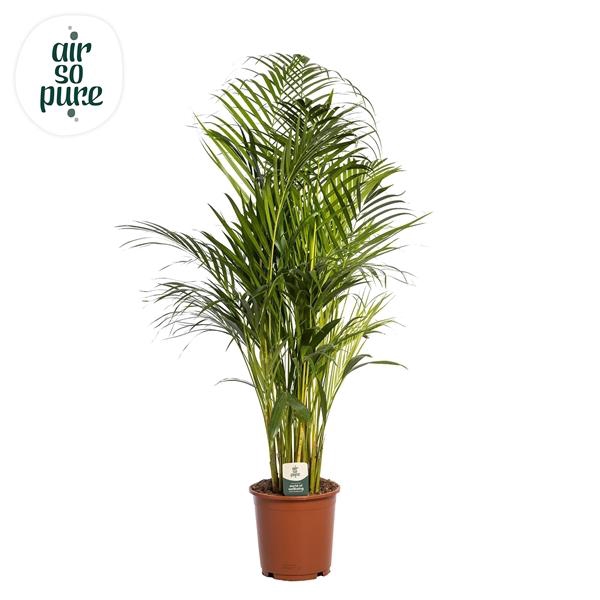 <h4>Chrysalidocarpus lutescens overig</h4>