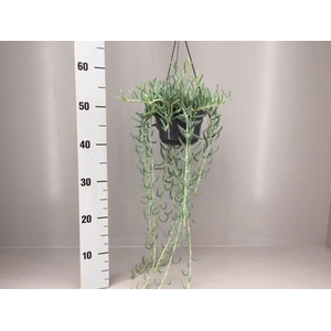 Senecio   ...
