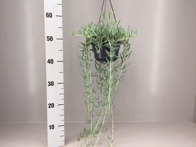 <h4>Senecio   ...</h4>