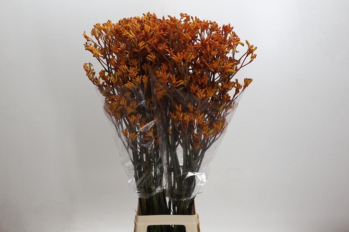 <h4>Kangaroo Paw Golden Girl</h4>
