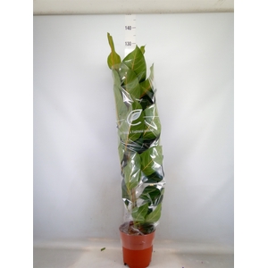 Ficus benghalensis 'Joy'
