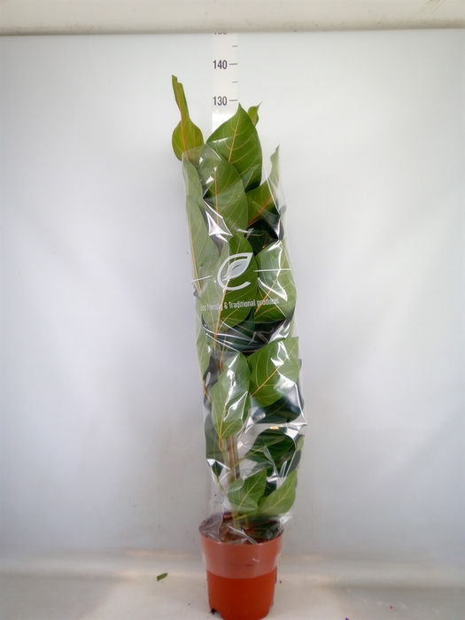 <h4>Ficus benghalensis 'Joy'</h4>