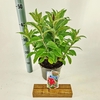 Buddleja Butterfly Candy Little Rub