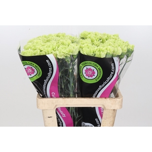 Dianthus St Lady Moe