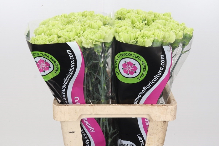 Dianthus St Lady Moe