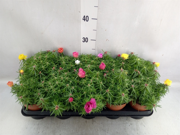 Portulaca grand. 'Happy Hour'  .mix