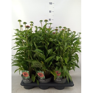 Echinacea   ...