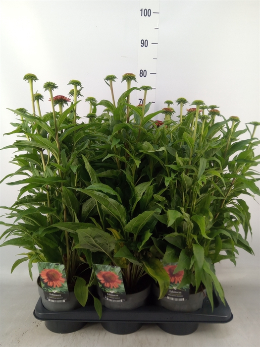 <h4>Echinacea   ...</h4>