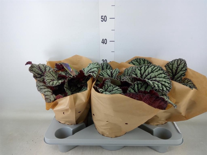 <h4>Begonia BD 'MagicColours Fedor'</h4>