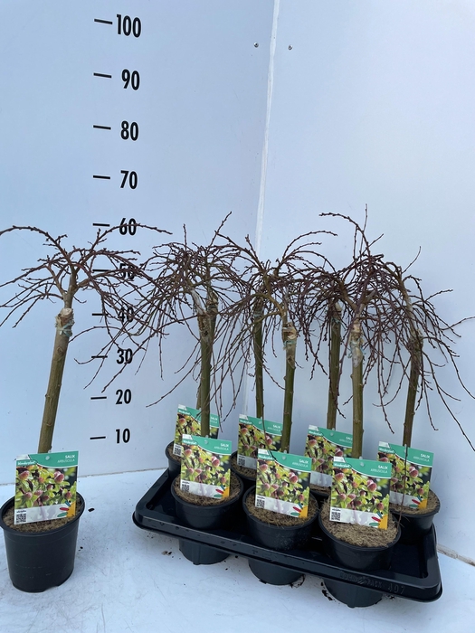 <h4>SALIX ARBUSCULA</h4>