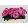 Dahlia Annamarie