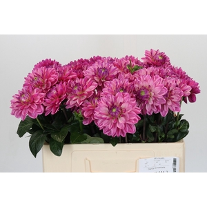 Dahlia Annamarie