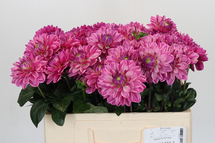 Dahlia Annamarie