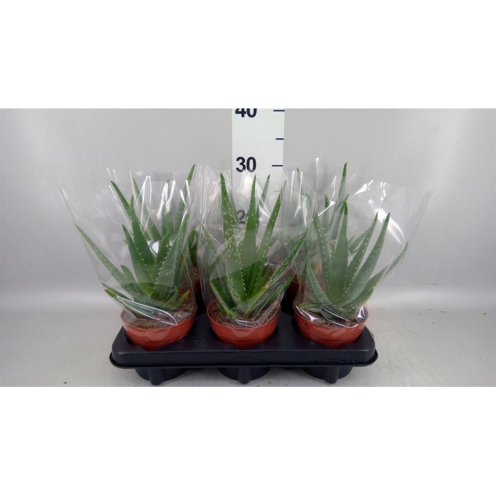 <h4>Aloe vera</h4>