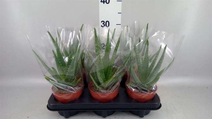 <h4>Aloe vera</h4>