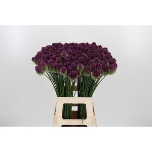 Allium Sphaerocephal (kogel)