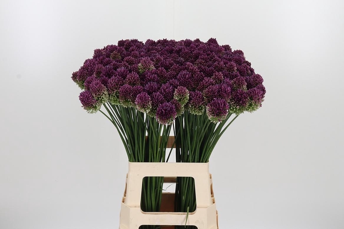 <h4>Allium Sphaerocephal (kogel)</h4>