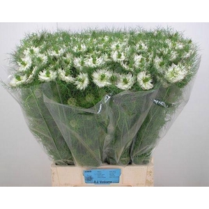 NIGE DAMASCENA MYSTERY WHITE