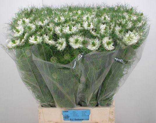 <h4>NIGE DAMASCENA MYSTERY WHITE</h4>