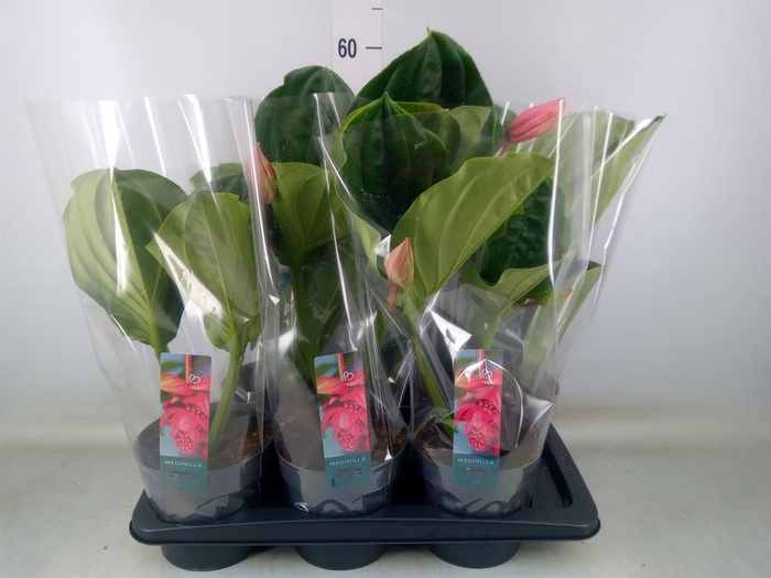 <h4>Medinilla magn. 'Flamenco'</h4>