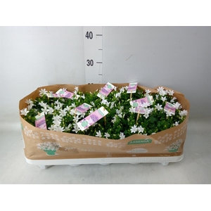 Campanula porten. 'Ambella White'