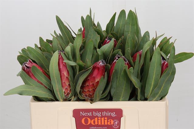 <h4>PROTEA SHEILA</h4>