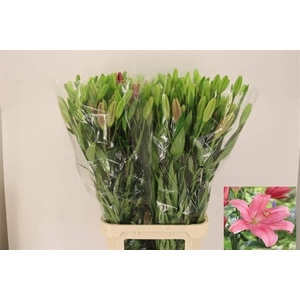 LI LA INDIAN SUMMERS