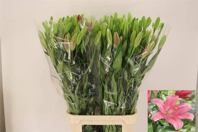 <h4>LI LA INDIAN SUMMERS</h4>