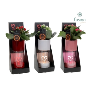 LEDhartlicht planter met Kalanchoe