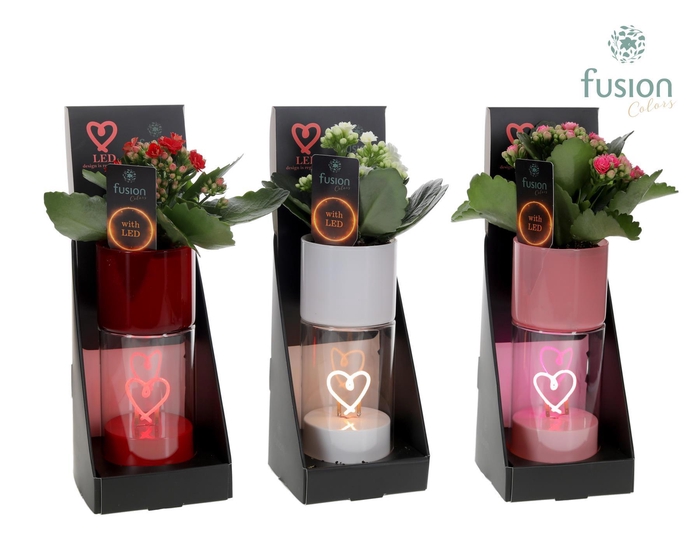 <h4>LEDhartlicht planter met Kalanchoe</h4>