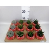 Arr.  Succulents L%