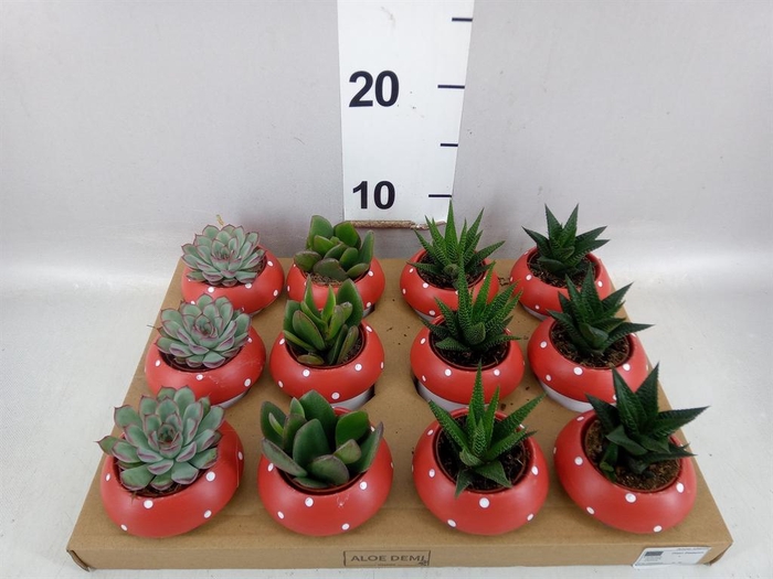 Arr.  Succulents L%