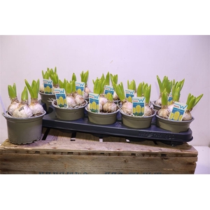 arr8 Hyacin Ov Yellow