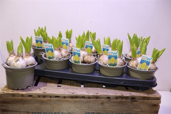 <h4>arr8 Hyacin Ov Yellow</h4>