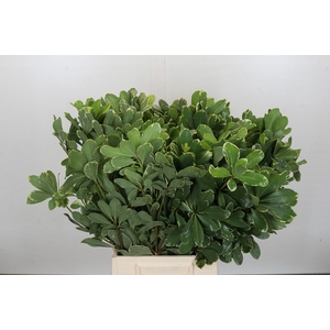 Pittosporum Ilan