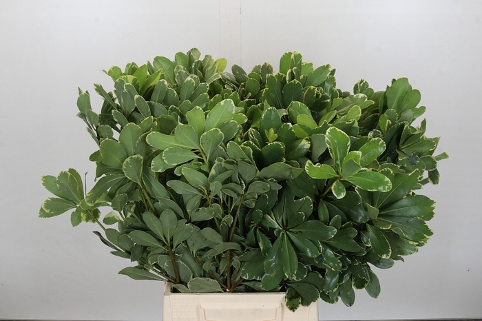 <h4>Pittosporum Ilan</h4>