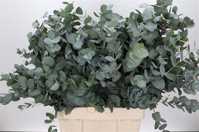 <h4>EUCALYPTUS 'CINEREA'</h4>